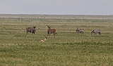 Eland antilope in Serengeti